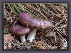 Brauner Ledertäubling - Russula-integra