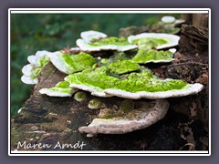 Buckeltramete - Trametes gibbosa