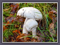 Champignon - Agaricus campestris