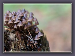 Dunkler Helmling - Mycena viscosa