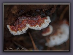 Dunkler Tannenlackporling - Ganoderma carnosum)