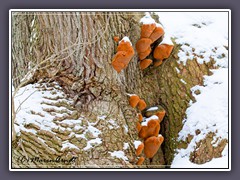 Eichenfeuerschwamm - Phellinus robustus - an der alten Mackenseneiche in Worpswede