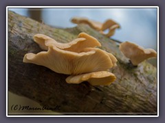 Eichenseitling - Pleurotus dryinus