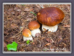 Eichensteinpilze, Sommersteinpilze - Boletus reticulatus