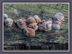 Fichtenfeuerschwamm - Phellinus hartigii_MG