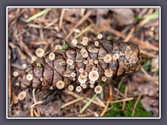 Fichtenzapfenrübling - Strobilurus esculentus