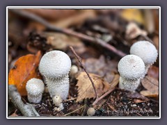 Flaschen Stäubling - Lycoperdon perlatum