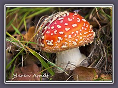 Fliegenpliz - Amanita muscaria