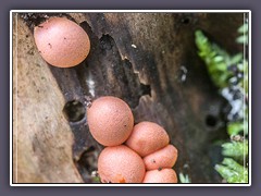 Frische Blutmilchpilze - Lycogala epidendrum