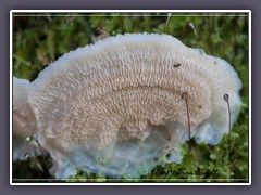 Gallertfleischiger Fältling - Merulius Tremellosus