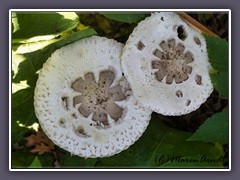 Gartensafranschirmpilz - Chlorophyllum brunneum