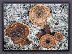 Gebänderter Dauerporling - Coltricia perennis