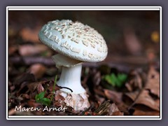 Gelber Knollenblätterpilz - Amanita citrina 