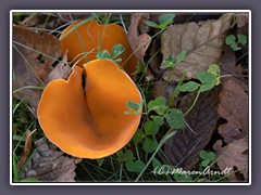 Gemeiner Orangebecherling -Aleuria aurantia