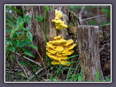 Gemeiner Schwefelporling - Laetiporus sulphureus