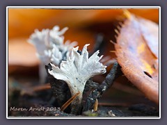 Geweihförmige Holzkeule - Xylaria hypoxylon