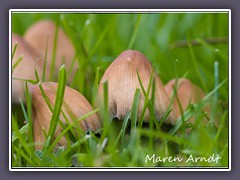 Glimmertintling - Coprinus micaceus