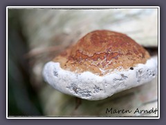 Glänzender Lackporling   Ganoderma lucidum