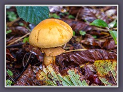 Goldfarbener Glimmerschüppling - Phaeolepiota aurea