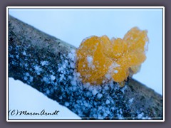 Goldgelber Zitterling - Tremella mesenterica