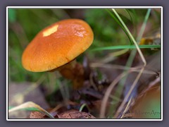 Goldröhrling - Suillus greville