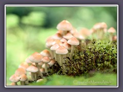 Grünblättriger Schwefelkopf - Hypholoma fasciculare