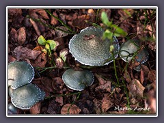 Grünspan Träuschling - Stropharia aeruginosa