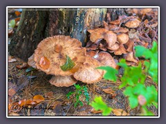 Hallimasch- Armillaria