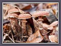 Hallimasch oder Honigpilze - Armillaria