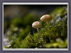 Halsband Schwindlinge -  Marasmius rotula 