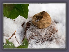 Halskrausenerdstern - Geastrum-triplex