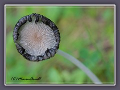 Hasentintling - Coprinus lagopus 