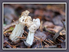 Herbstlorchel oder Krauselorchel - Helvella crispa