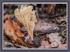 Holzkeulchen - Lentaria micheneri 