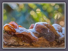 Judasohr - Auricularia auricula-judae 