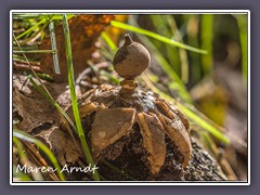Kammerdstern - Geastrum pectinatum