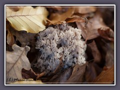 Kammförmige Koralle - Clavulina coralloides