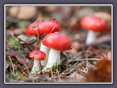 Kiefern Speitäubling - Russula Silvesteris