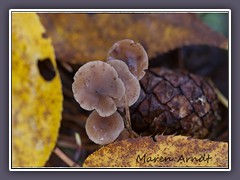 Kiefernzapfenrübling - Pseudohiatula tenacella