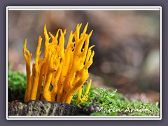 Klebriger Hörnling - Calocera viscosa