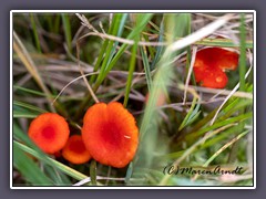 Knoblauch - oder Sumpfsaftlling - Hygrocybe helobia)