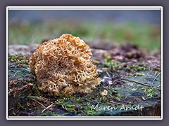 Krause Glucke, Bärenschädel - Sparassis crispa