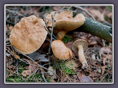 Kuhröhrlinge - Suillus-Bovinus