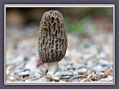 Morchel - Morchella esculenta