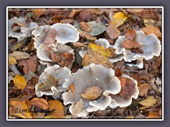 Nebelgrauer Trichterling - Clitocybe nebularis