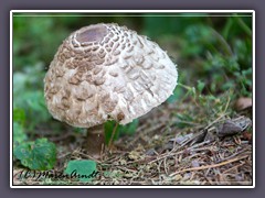 Parasolpilz - Macrolepiota procera