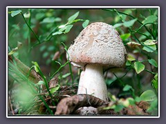 Perlpilz - Amanita rubescens