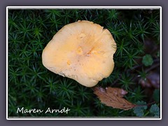 Pfifferling, Cantharellus cibarius im Widertonmoos - Polytrichum formosul