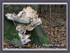 Riesenporling an einer Buche - Meripilus giganteus