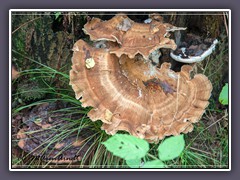 Riesenporling Meripilus giganteus